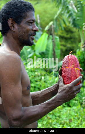 Chocolate, Cocoa Tree (Theobroma cacao), l'agricoltore che detiene un frutto di cacao nelle sue mani, Grenada Foto Stock