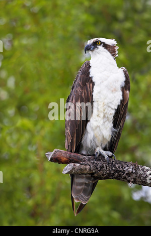 Osprey, pesce hawk (Pandion haliaetus), seduto su un ramo, STATI UNITI D'AMERICA, Florida Everglades National Park Foto Stock