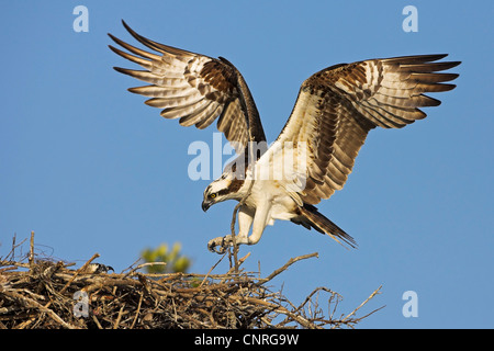 Osprey, pesce hawk (Pandion haliaetus), lo sbarco sul nido con materiale di nidificazione, STATI UNITI D'AMERICA, Florida Everglades National Park Foto Stock