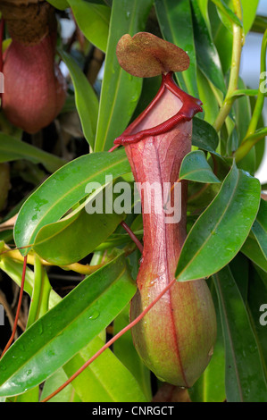 Brocca-piante (Nepenthes ventricosa), foglie modificate come trap Foto Stock