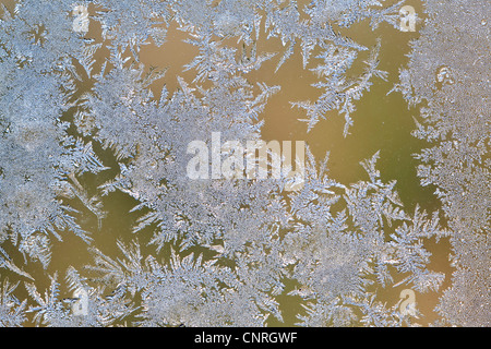 Frost fiori su una finestra, Germania Foto Stock