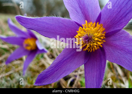 "Pasque flower (Pulsatilla vulgaris), due campione sul prato ruvida, GERMANIA Baden-Wuerttemberg Foto Stock