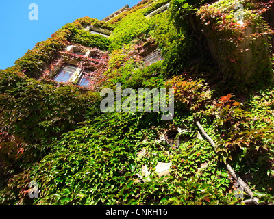 Boston ivy, Giapponese di superriduttore (Parthenocissus tricuspidata), in corrispondenza di una vecchia casa, Germania Amburgo Foto Stock