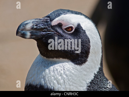 Nero Footed/Pinguino africano (Spheniscus demersus) Foto Stock