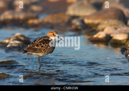 Little stint (Calidris minuta), in piedi in acqua, Europa Foto Stock