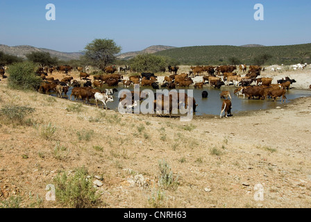 Allevamento di bestiame in un luogo di acqua, Kaokoveld, Namibia Foto Stock