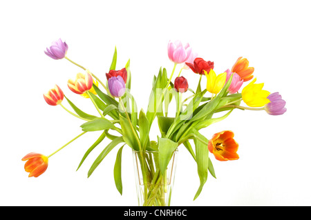 Giardino in comune tulip (Tulipa gesneriana), mazzo di tulipani Foto Stock