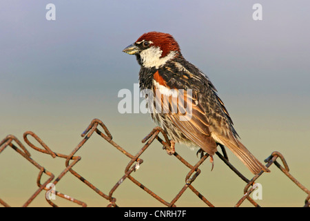 Passera sarda (Passer hispaniolensis), seduto su un recinto, Europa Foto Stock