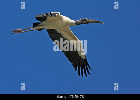 American wood ibis (Mycteria americana), volare, STATI UNITI D'AMERICA, Florida Foto Stock