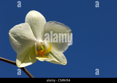 Moth orchid (Phalaenopsis ibrido), fiori nella parte anteriore del cielo blu Foto Stock