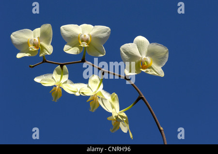 Moth orchid (Phalaenopsis ibrido), infiorescenza di fronte blu cielo Foto Stock