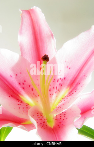 Lily (Lilium spec.), giglio colore rosa Foto Stock