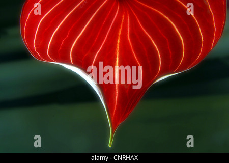 Flamingo impianto (Anthurium spec.), rosso bract Foto Stock