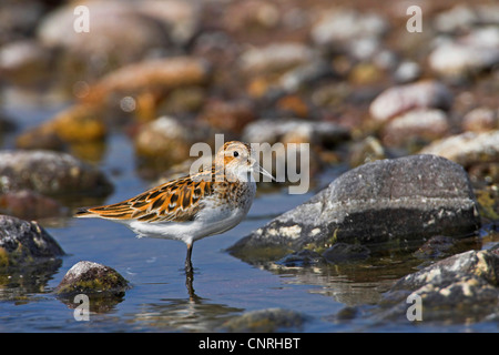 Little stint (Calidris minuta), in piedi in acqua, Europa Foto Stock