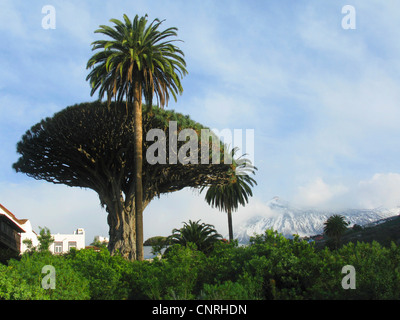 Drago di strappo il sangue, Draegon Tree, Isole Canarie Dragon Tree, Drago (Dracaena draco), famos millenaria Dragon Tree in Icod con isola Canarie data palm, Phoenix canariensis e il Teide in background, Isole Canarie, Tenerife Icod de Los Vinos Foto Stock