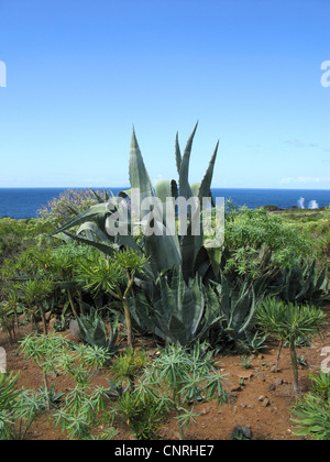 Agave, secolo impianto (Agave americana), specie invasive nella vegetazione costiera, succulenti vegetazione su Teneriffa, Isole Canarie, Tenerife Foto Stock