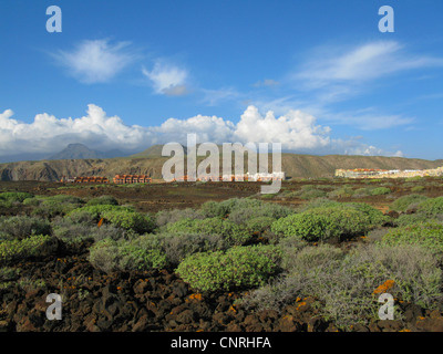 (Euforbia Euphorbia balsamifera), su rocce vulcaniche in costiera aerea nel sud-ovest, moderno resort in background, Isole Canarie, Tenerife, Pal Mar Foto Stock