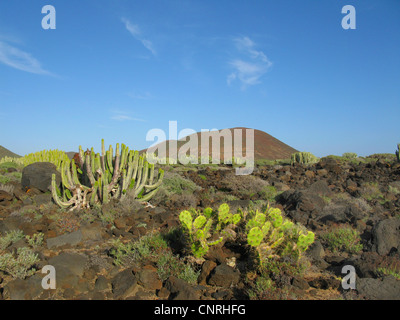 Isola delle Canarie (Euforbia Euphorbia canariensis), sulle rocce vulcaniche nella vegetazione succulenti insieme con l' Opuntia dilenii, Isole Canarie, Tenerife, Pal Mar Foto Stock