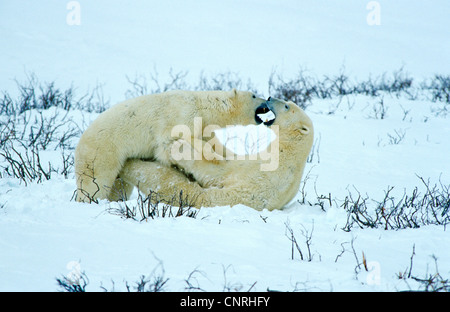 Orso polare (Ursus maritimus), due scontri inidviduals, Canada, Manitoba, Baia di Hudson, Churchill Foto Stock