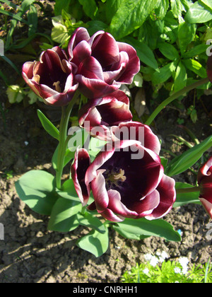 Giardino in comune tulip (Tulipa 'Fontainebleau', Tulipa Fontainebleau, Tulipa gesneriana), fiori Foto Stock