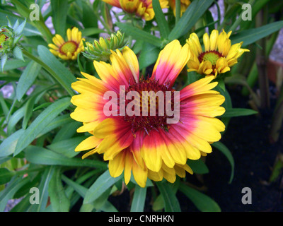 Fiore di caucciù, grande coperta di fiori (Gaillardia aristata 'Kobold', Gaillardia aristata Kobold), fioritura Foto Stock