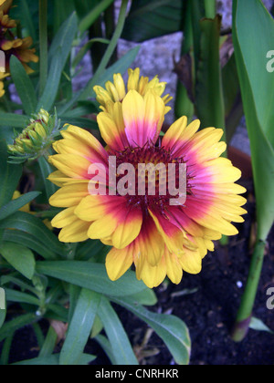 Fiore di caucciù, grande coperta di fiori (Gaillardia aristata 'Kobold', Gaillardia aristata Kobold), fioritura Foto Stock