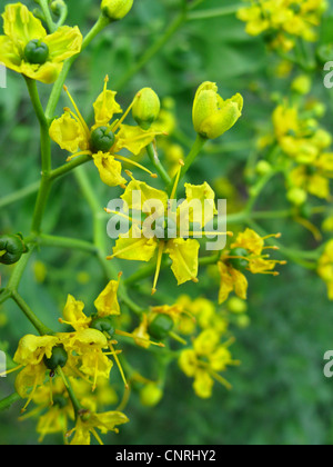 In Canarie Rue (Ruta pinnata), fioritura, endemica nelle Isole Canarie, Isole Canarie, Tenerife Foto Stock