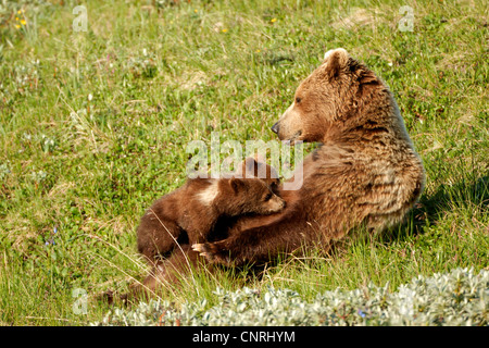 Orso bruno Orso grizzly (Ursus arctos horribilis), femmina allattamento gemelli, STATI UNITI D'AMERICA, Alaska Denali Nationalpark Foto Stock