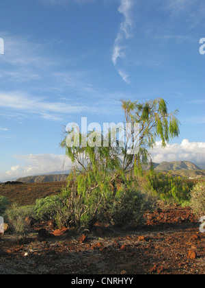 Plocama (Periploca pendula), in vegetazione costiera, endemica nelle Isole Canarie, Isole Canarie, Tenerife Foto Stock