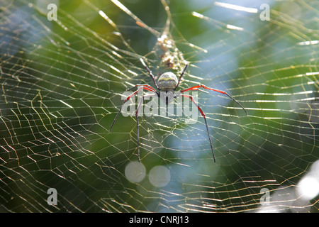 Seta (ragni Nephilidae), in spider web in controluce, Thailandia Phuket, Khao Lak NP Foto Stock