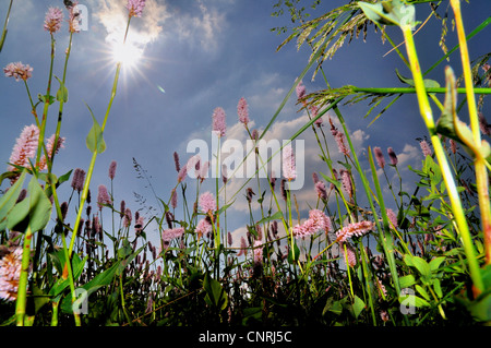 Bistort comune, prato bistort (Polygonum bistorta, Bistorta major), in fiore prato contro blu cielo nuvoloso, Germania Foto Stock