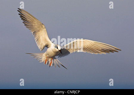 Forster's Tern (sterna forsteri), volare, STATI UNITI D'AMERICA, Florida, Sanibel Island Foto Stock