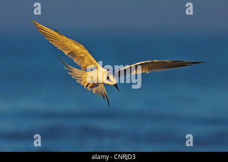 Forster's Tern (sterna forsteri), volare, STATI UNITI D'AMERICA, Florida, Sanibel Island Foto Stock