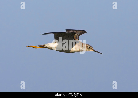 Maggiore (yellowlegs Tringa melanoleuca), volare, STATI UNITI D'AMERICA, Florida, Joe cavalcavia atterraggio, Osceola County Foto Stock