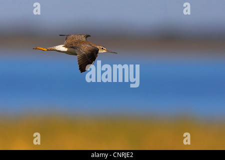 Maggiore (yellowlegs Tringa melanoleuca), volare, STATI UNITI D'AMERICA, Florida, Joe cavalcavia atterraggio, Osceola County Foto Stock