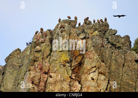 Grifone (Gyps fulvus), sull'allevamento rock, Spagna Estremadura Foto Stock