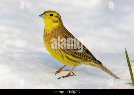 Zigolo giallo (Emberiza citrinella), seduto sulla neve, in Germania, in Renania Palatinato Foto Stock