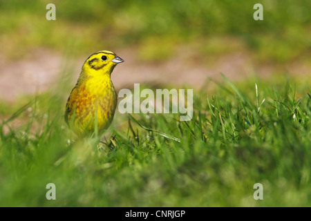 Zigolo giallo (Emberiza citrinella), seduti su un prato, in Germania, in Renania Palatinato Foto Stock