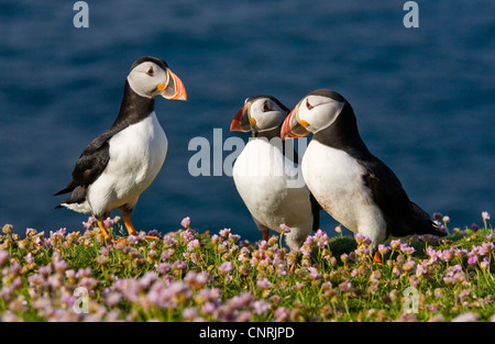 Atlantic puffin, comune puffin (Fratercula arctica), tre individui saluto ogni altro, Regno Unito, Scozia, isole Shetland, Fair Isle Foto Stock