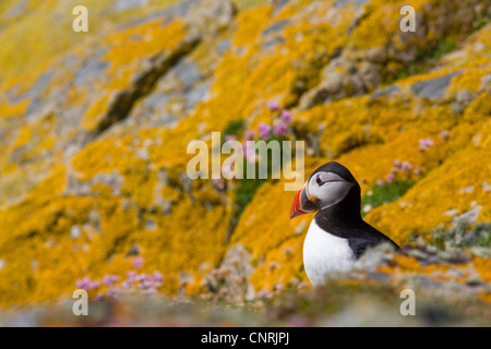 Atlantic puffin, comune puffin (Fratercula arctica), al rock ricoperti di licheni giallo, Regno Unito, Scozia, isole Shetland, Fair Isle Foto Stock