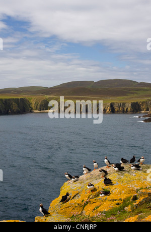 Atlantic puffin, comune puffin (Fratercula arctica), gruppo su una roccia ricoperti di licheni giallo a baia a sud Haven, Regno Unito, Scozia, isole Shetland, Fair Isle Foto Stock