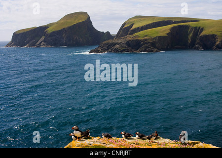 Atlantic puffin, comune puffin (Fratercula arctica), gruppo su una roccia ricoperti di licheni giallo a baia a sud Haven, Regno Unito, Scozia, isole Shetland, Fair Isle Foto Stock