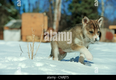 Alaskan Husky (Canis lupus f. familiaris), cucciolo, USA, Alaska Foto Stock