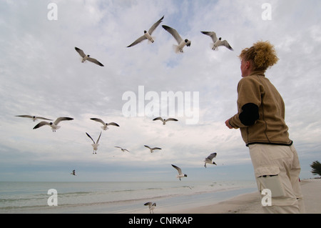 Ridendo gabbiano (Larus atricilla), donna alimentando i gabbiani sulla spiaggia, STATI UNITI D'AMERICA, Florida, Fort De Soto Foto Stock