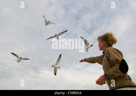 Ridendo gabbiano (Larus atricilla), donna alimentando i gabbiani sulla spiaggia, STATI UNITI D'AMERICA, Florida, Fort De Soto Foto Stock