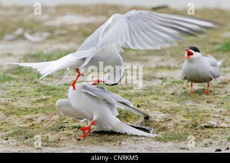 Tern comune (Sterna hirundo), alimentazione, Paesi Bassi, Texel Foto Stock