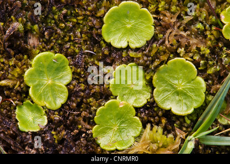 Marsh Centella (centella asiatica vulgaris), foglie, Regno Unito, Scozia, isole Shetland, Fair Isle Foto Stock