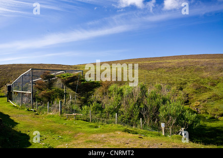 Trappola per uccelli con arbusti piantati per la cattura di uccelli sond, Regno Unito, Scozia, isole Shetland, Fair Isle Foto Stock