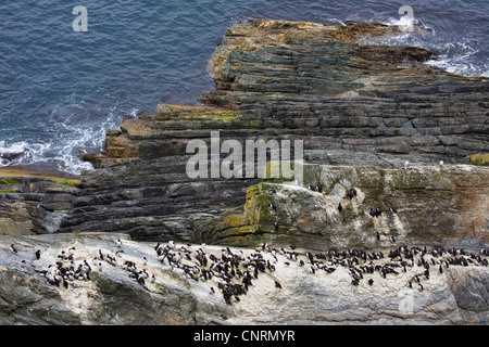 Comune di guillemot (Uria aalge), colonia su una roccia nel mare, Regno Unito, Scozia, Sumburgh Head Riserva Naturale Foto Stock