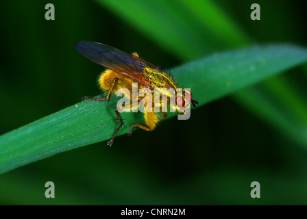 Sterco giallo fly (Scatophaga stercoraria) Foto Stock